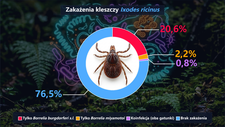 Zakażenia kleszczy Ixodes Ricinus