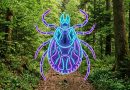 Zakażenie kleszczy Borrelia miyamotoi