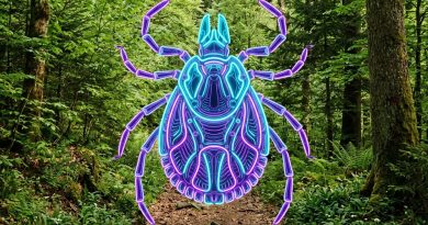Zakażenie kleszczy Borrelia miyamotoi