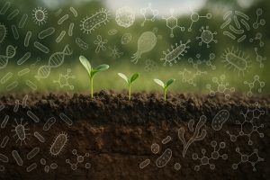 Bakteryjne zanieczyszczenie gleby